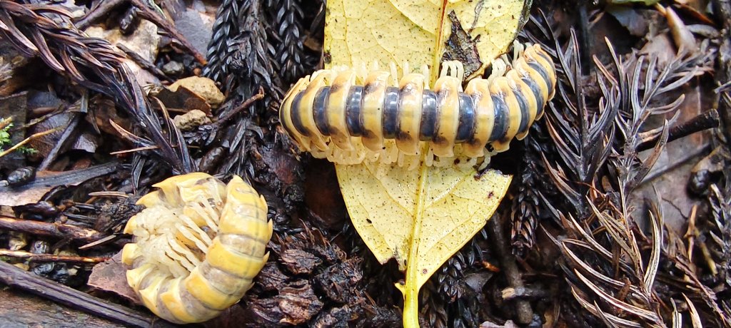 2025/06/07-鳥嘴山步道_2805980
