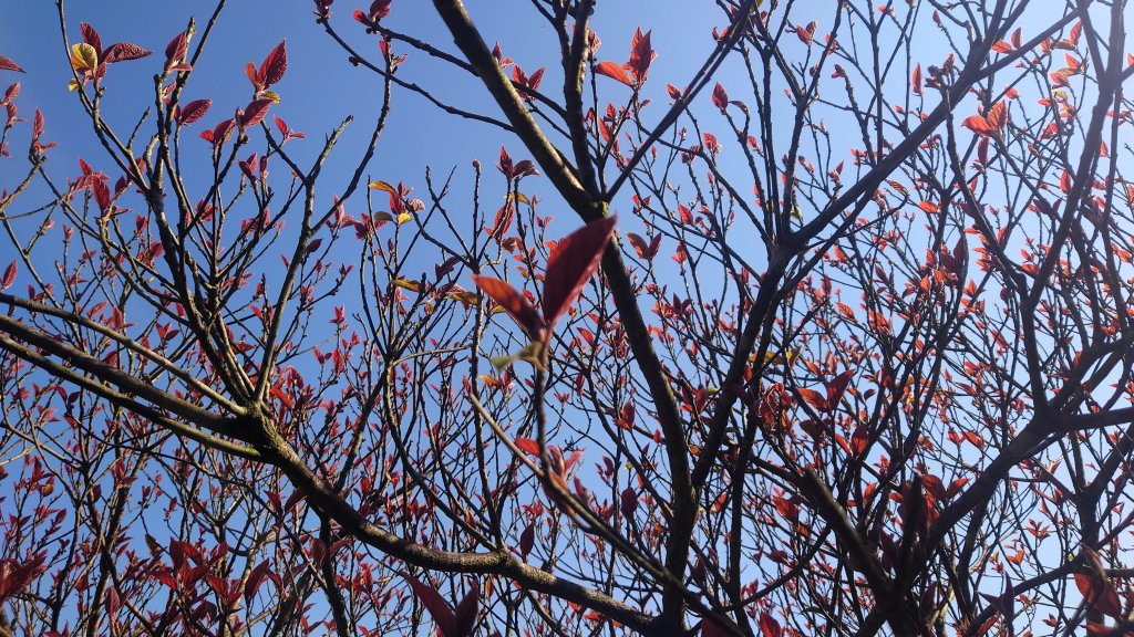 春天鮮綠的呢喃基隆荖寮坑古道上望古山登五分山O型_2747325