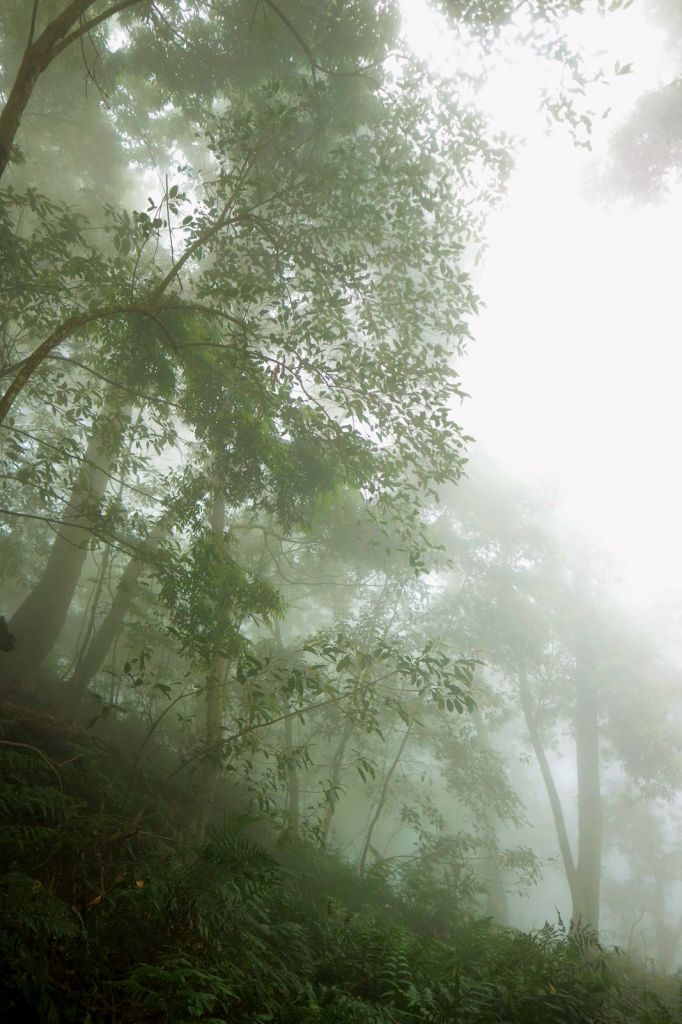 明知山有虎偏向虎山行~水雲三星之龍虎縱走_317182