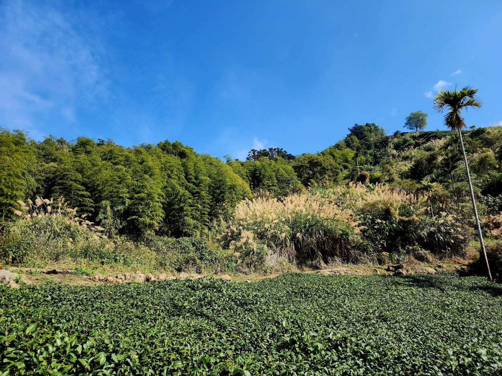 小百岳集起來-梨子腳山_2182944