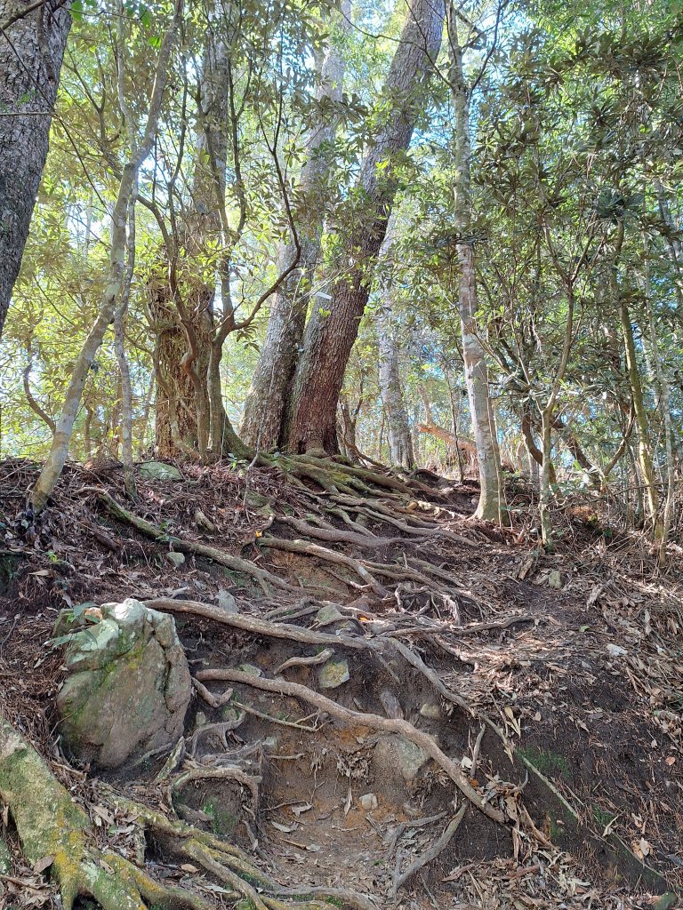 屋我尾山+G(大雪山進老鷹谷出)O型20250216_2713603