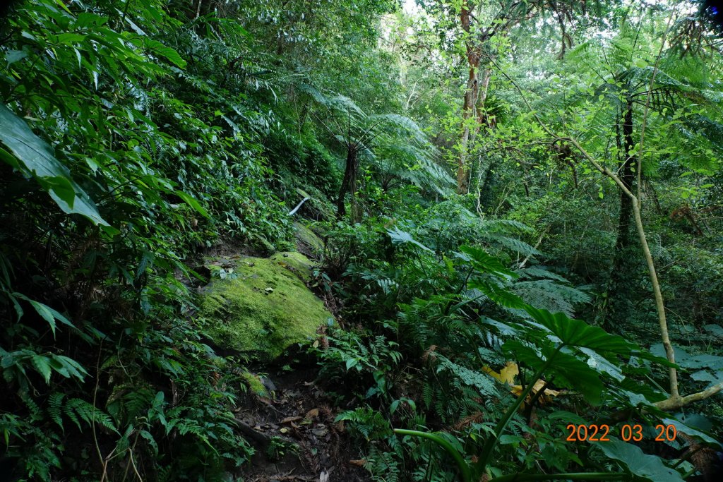 桃園 復興 那結山(那是山)_1649195