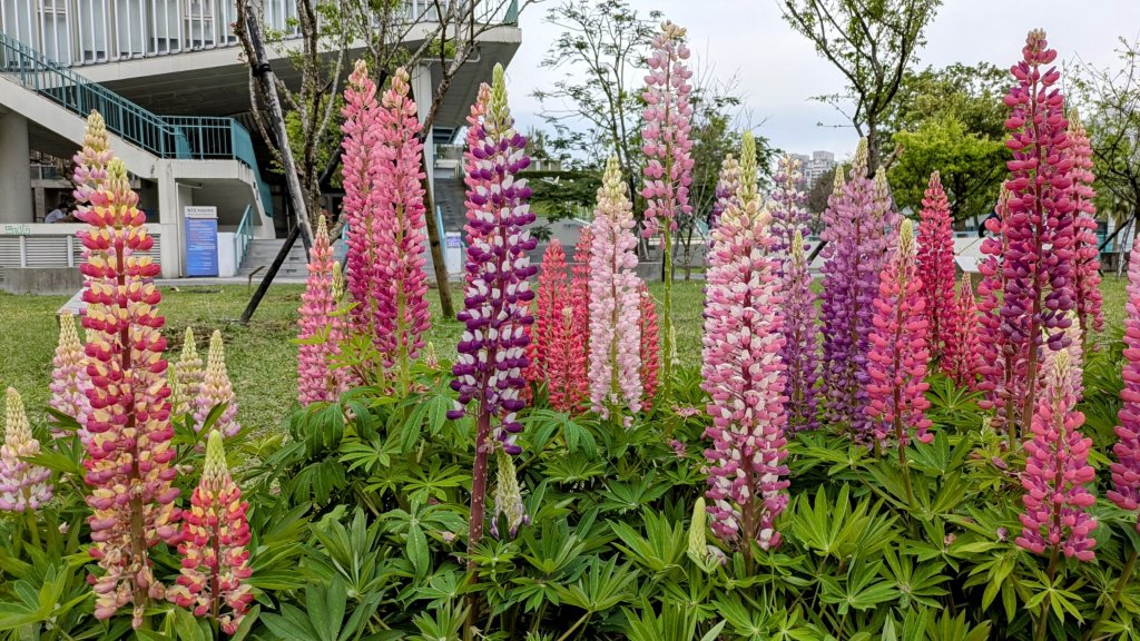 《西江月。魯冰花艷台大》_2725789