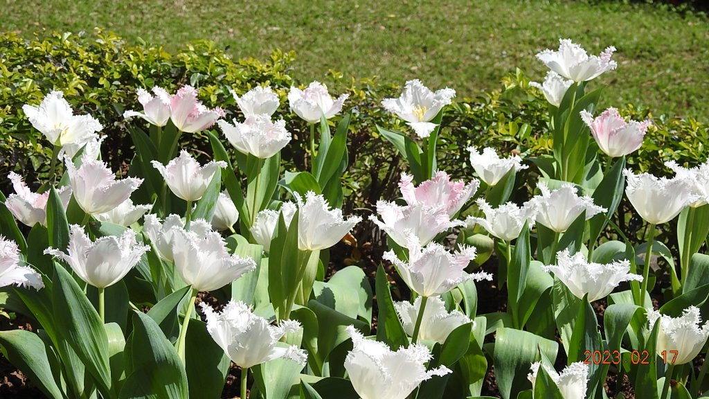 追花是簡單的快樂，賞花是恬淡的幸福 - 鬱金香Tulip_2033872