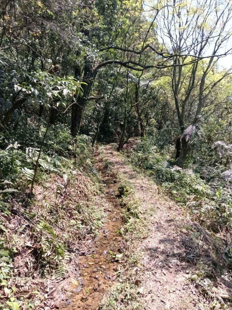 崩山坑古道+東柑腳山+後寮仔嶺+後寮子古道+後寮仔保甲路O型_2751010