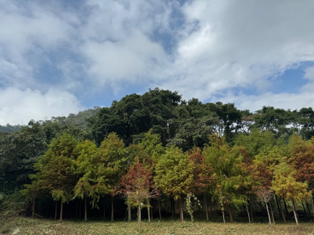 台中市北屯區、新社區交界頭嵙山，小百岳NO.41（2-1120）_2356823