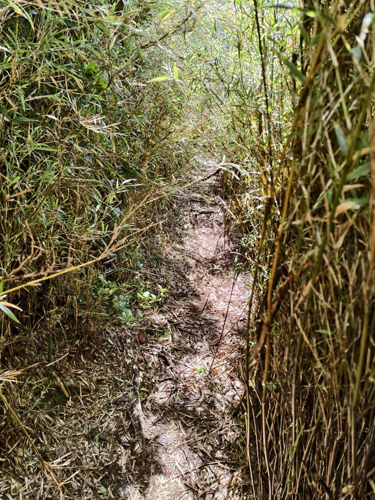 北一段(10/14)馬比杉山 2025_0906~13_2887130