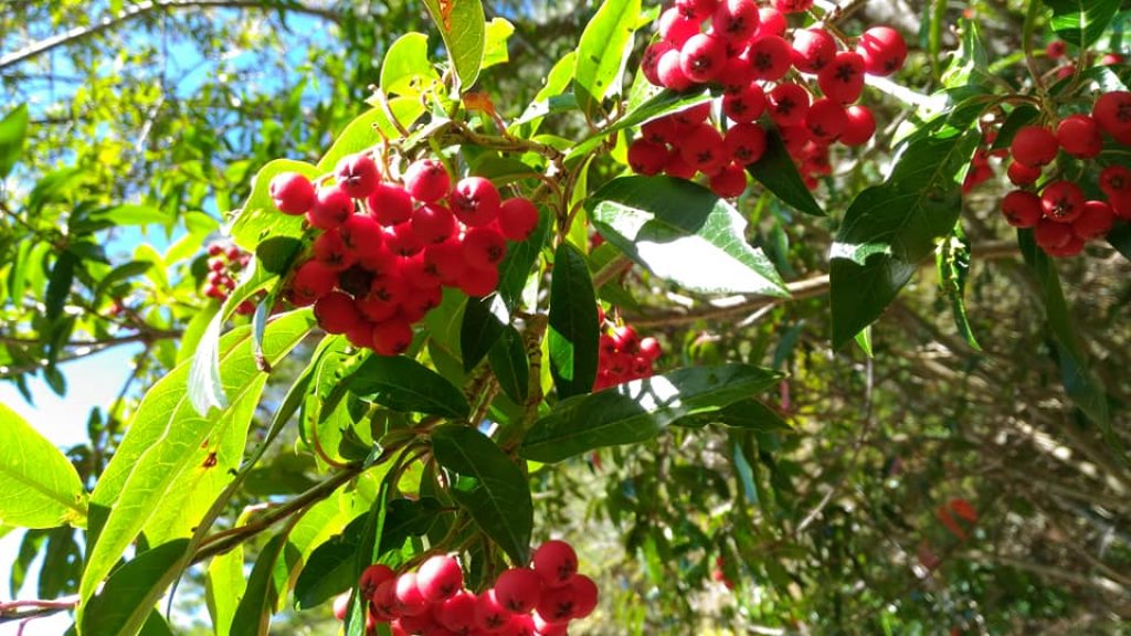 南華山之旅（百岳）_512385