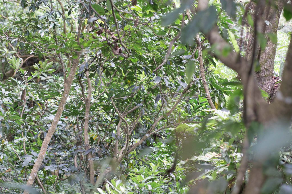 南港山：遇見五色鳥與台灣藍鵲-五歲小樂的第39小百岳_1350910