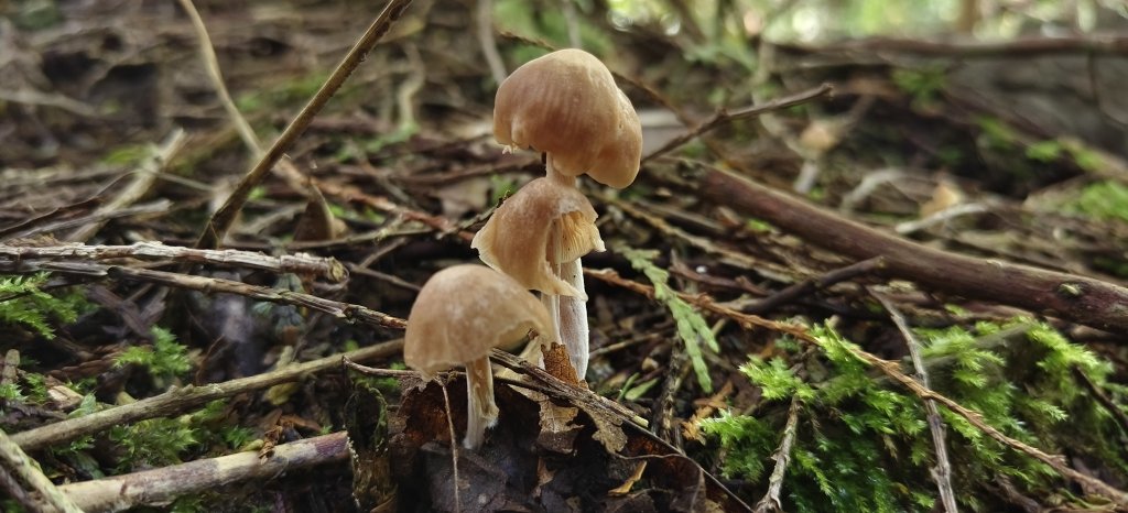 2025/06/15_盡尾山步道_2812728