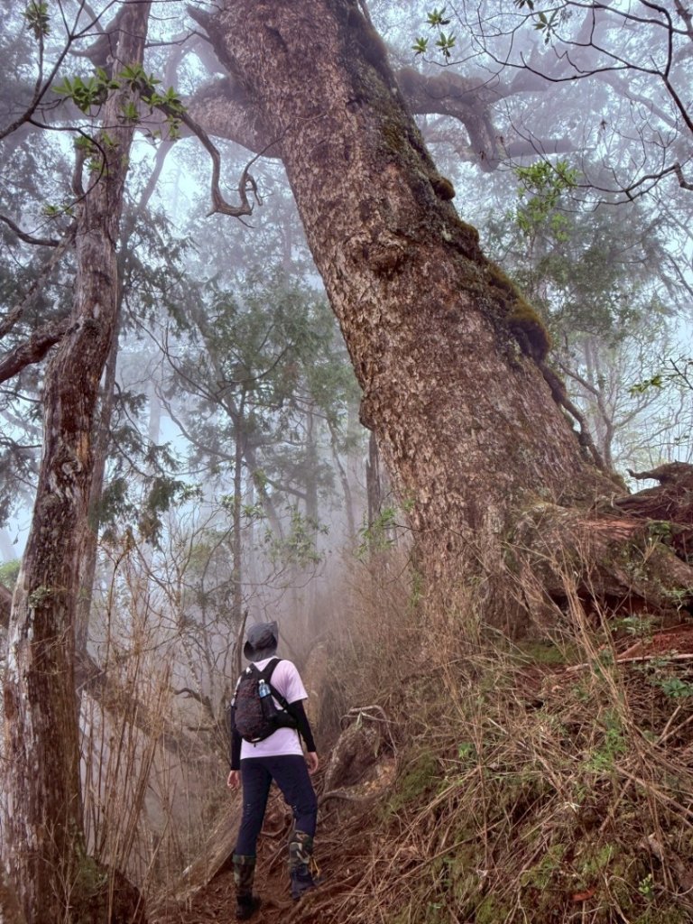 西巒大山封面圖