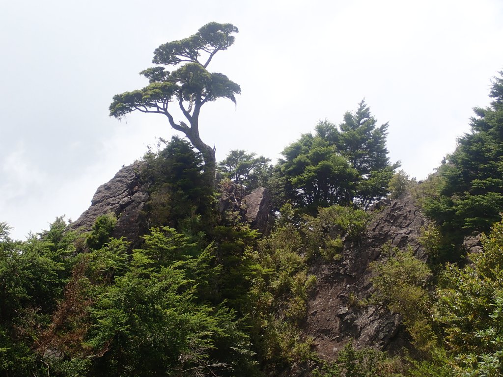 30年後重逢玉山西北峰--北峰_669310