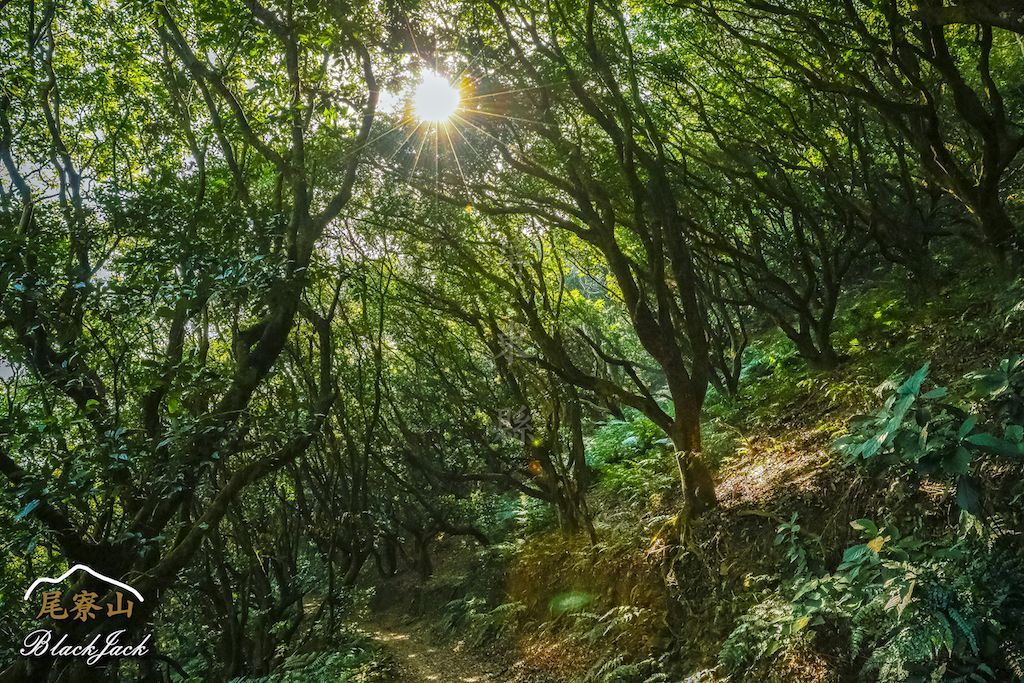 學霸同行尾寮山_295216