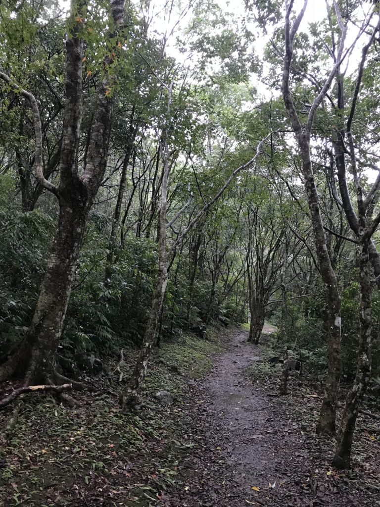 滿月圓森林步道 林口森林步道_186842