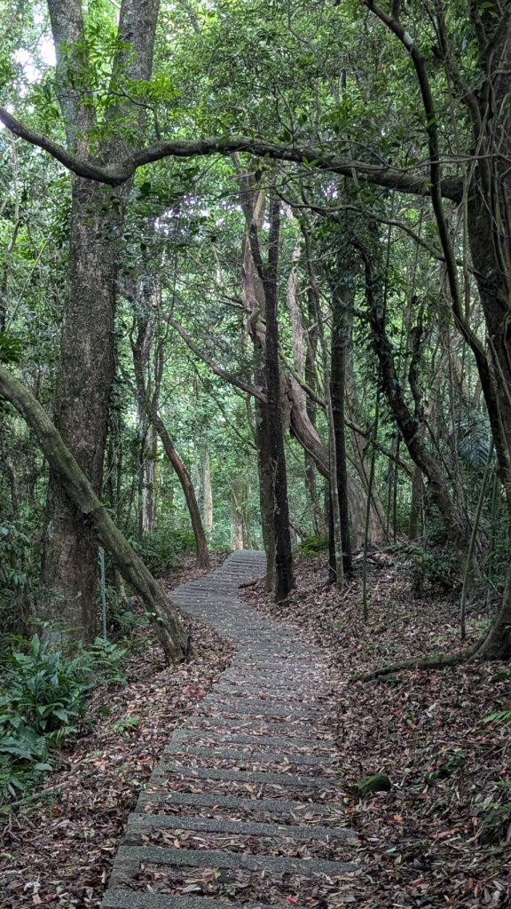 關刀山步道 (出關古道：聖關段)_2532874