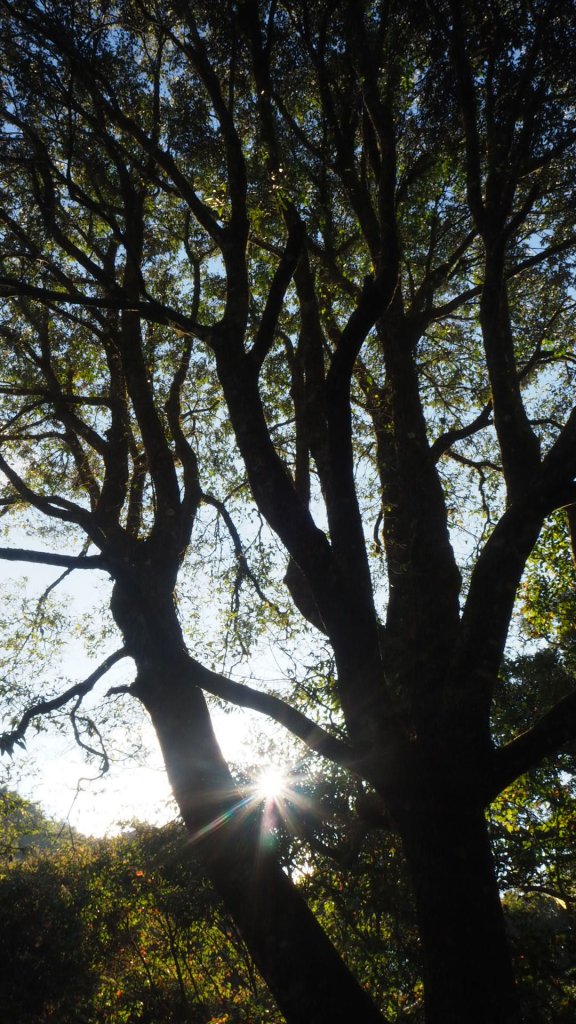 台中鞍馬山船型山蹤走20191124_748614