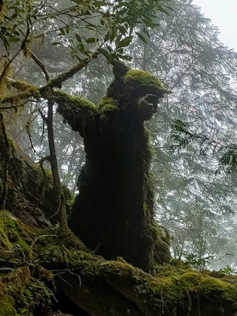 20220226 明池森林遊樂園，棲蘭神木園_1618920