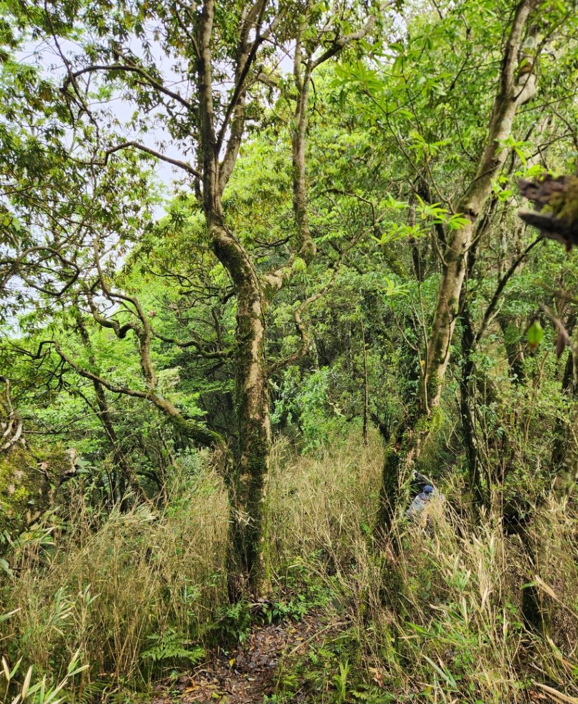 【中級山縱走】魯壁山，東穗山，大島田山，宇老觀景台_2771638