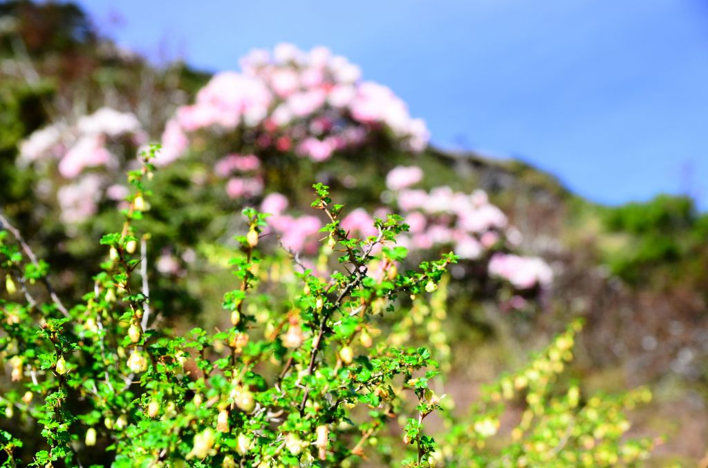 小奇萊步道高山杜鵑花季_326933