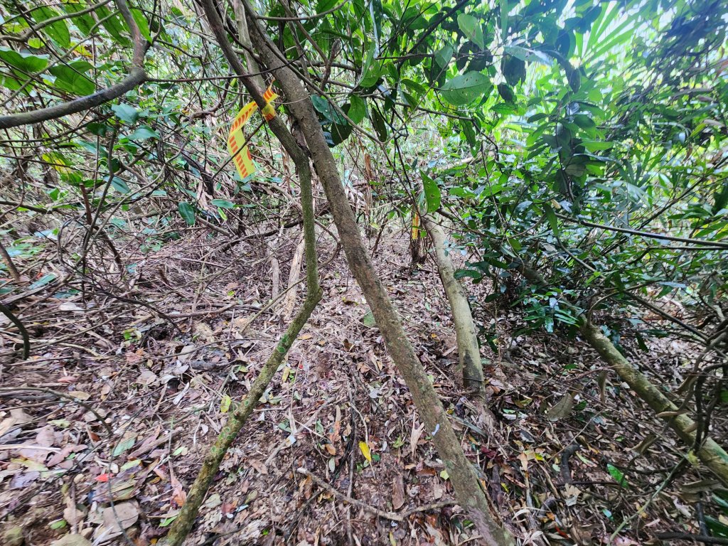 20250329東坑山八角崠山打鹿坑山_2798894