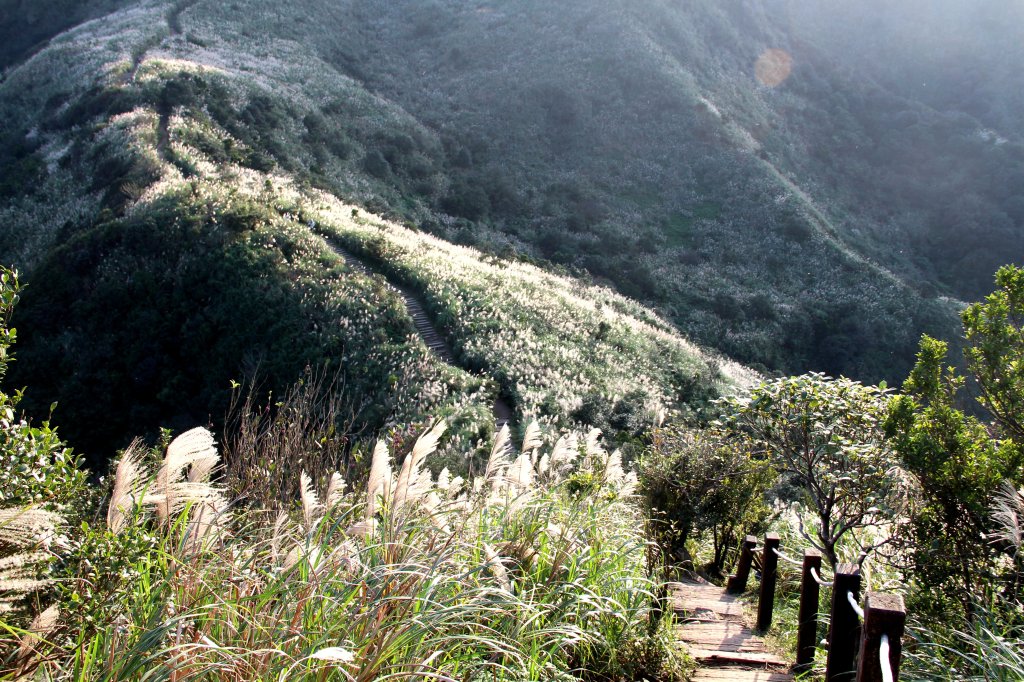 【金瓜石】漫山芒花怒放浪漫，礦山藍海奇景夢幻！_2964212