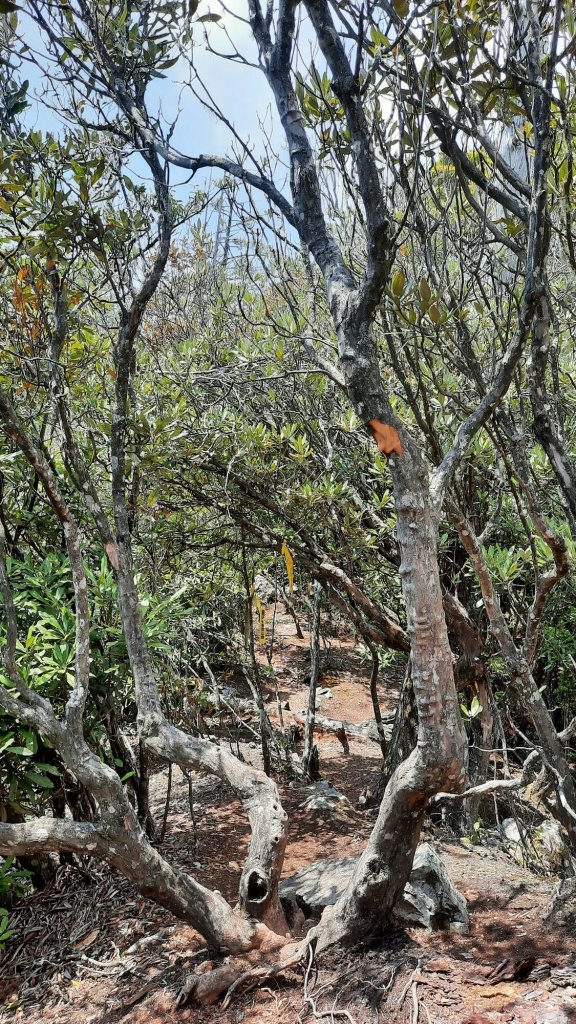 《台中》訪一葉蘭｜大雪山210林道（船型山林道）上烏石坑山20230412_2111435