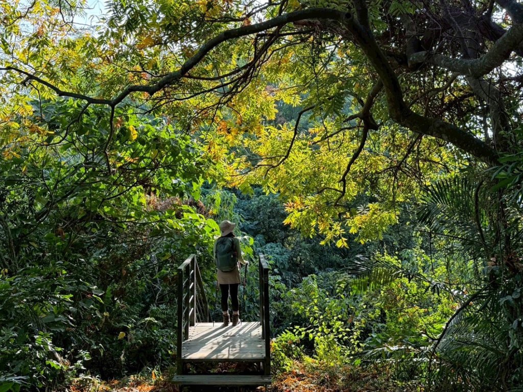 龍過脈森林步道封面圖