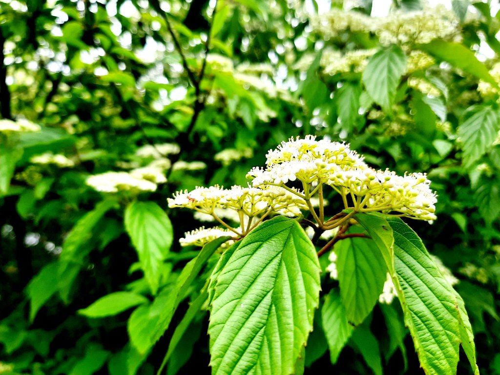 走遍陽明山：擎天崗系｜景遠心自闊，潺潺溪水聲洗去一身憂_2114003