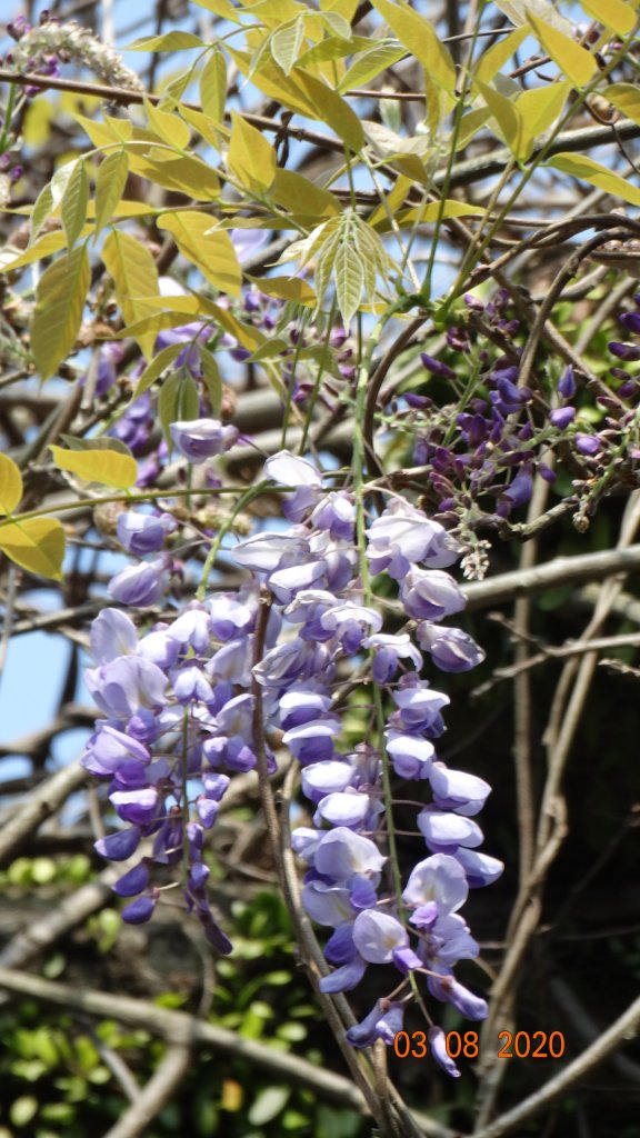 追花是簡單的快樂，賞花是恬淡的幸福。_871190