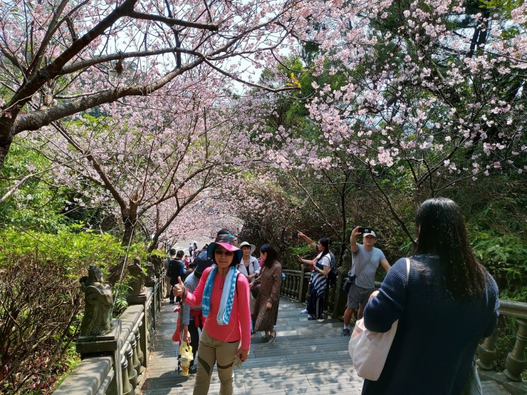 跟著花開去旅行：碧山巖櫻花及大溝溪花海_870240