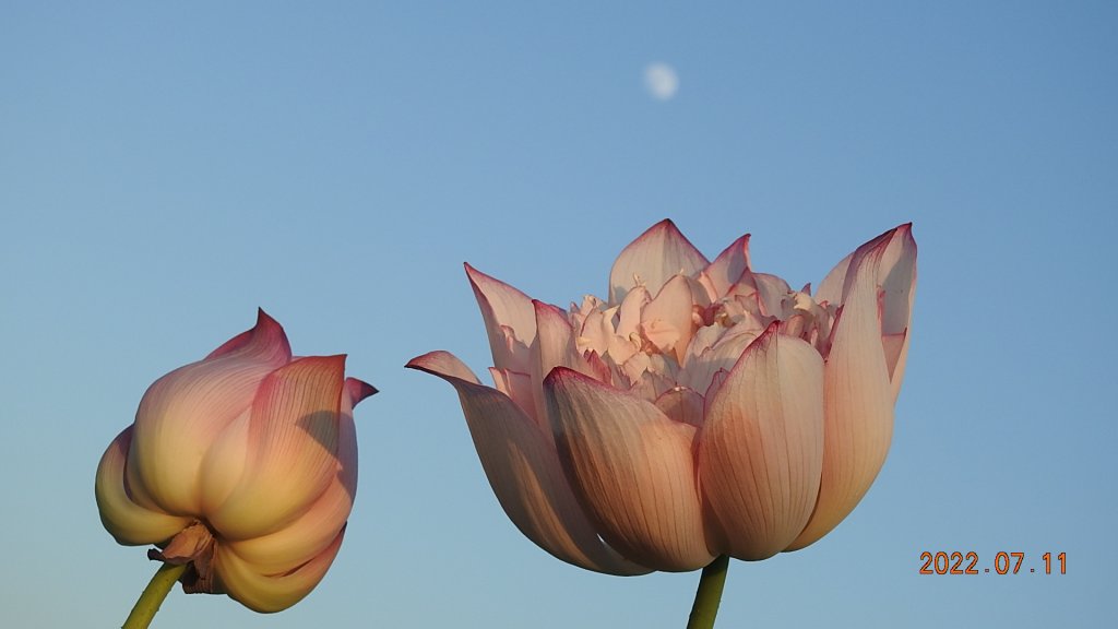 雲山水花鳥蝶 - 天龍國阿伯的日常 7/8&11_1760536