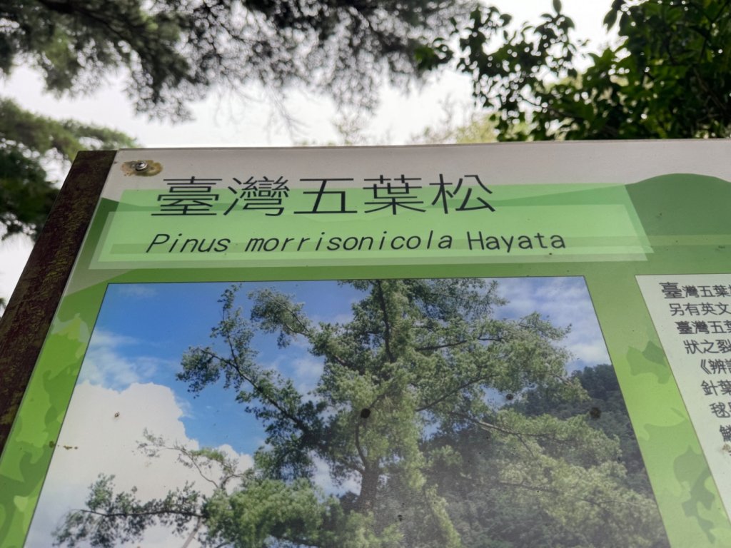 台中市北屯區、新社區交界頭嵙山，小百岳NO.41（2-1120）_2356820