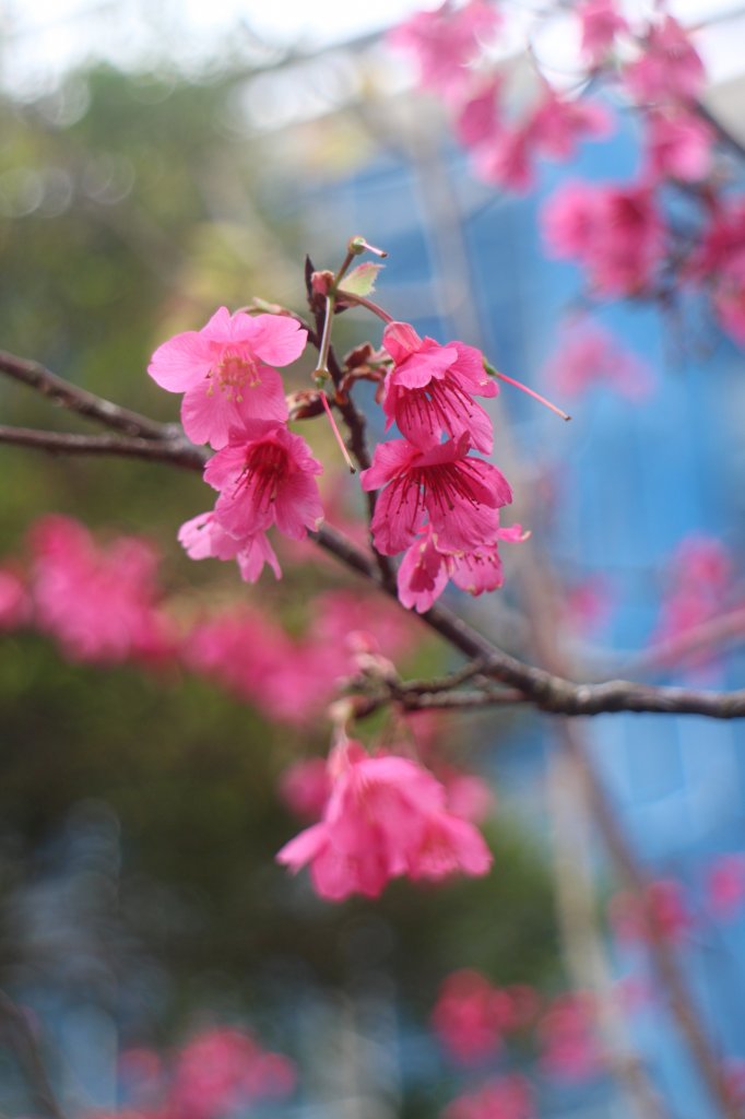 桃園．龍潭大池上游 自行車步道2023/02/11_2042453