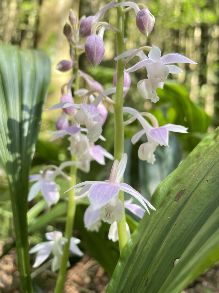 2020/03/12 那結山＆貴妃山 O形縱走_1650302