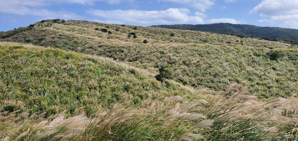 2023-11-18陽明山東西大縱走-東縱走（風櫃嘴～小油坑）_2352742