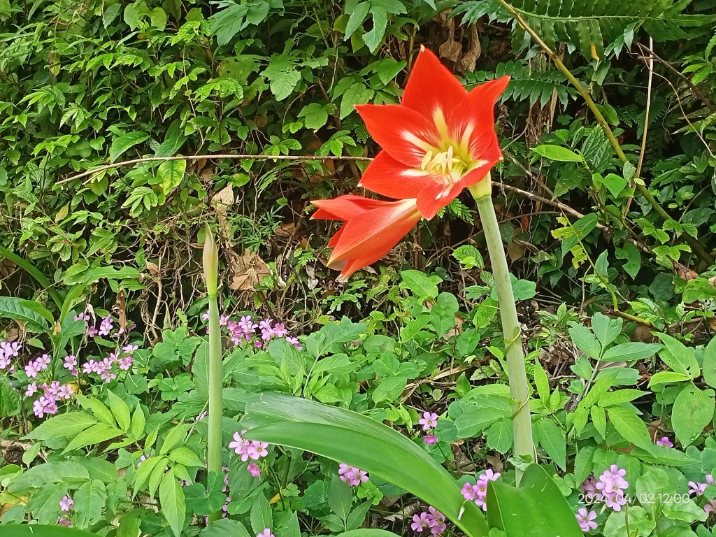 【臺北大縱走 7】樟山寺→國立政治大學 & 獲得第一回合「全程完成證書」_2471682