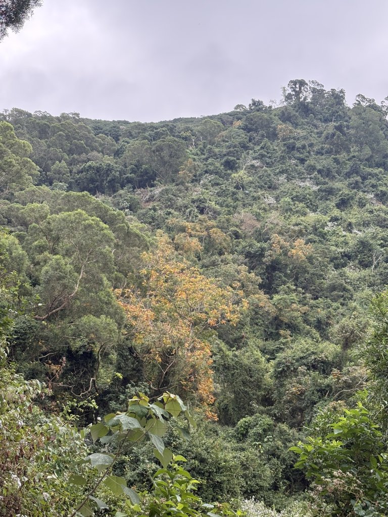 20251227尾寮山登山步道_2970489