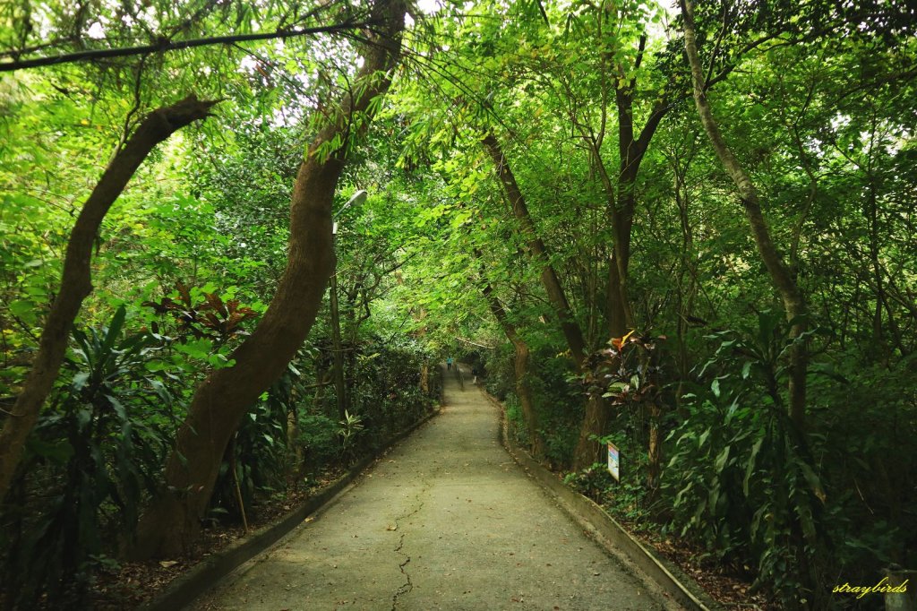 坐擁湖光山色的走春步道～蘭潭後山步道_813461