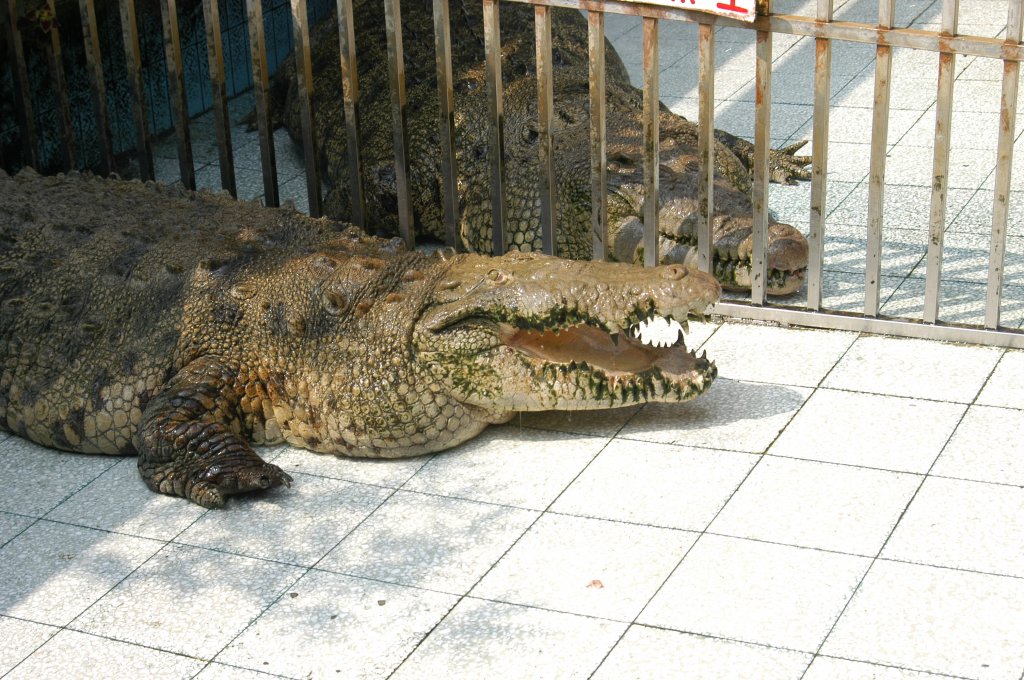 2003_0928_麻豆鱷魚王_2062438