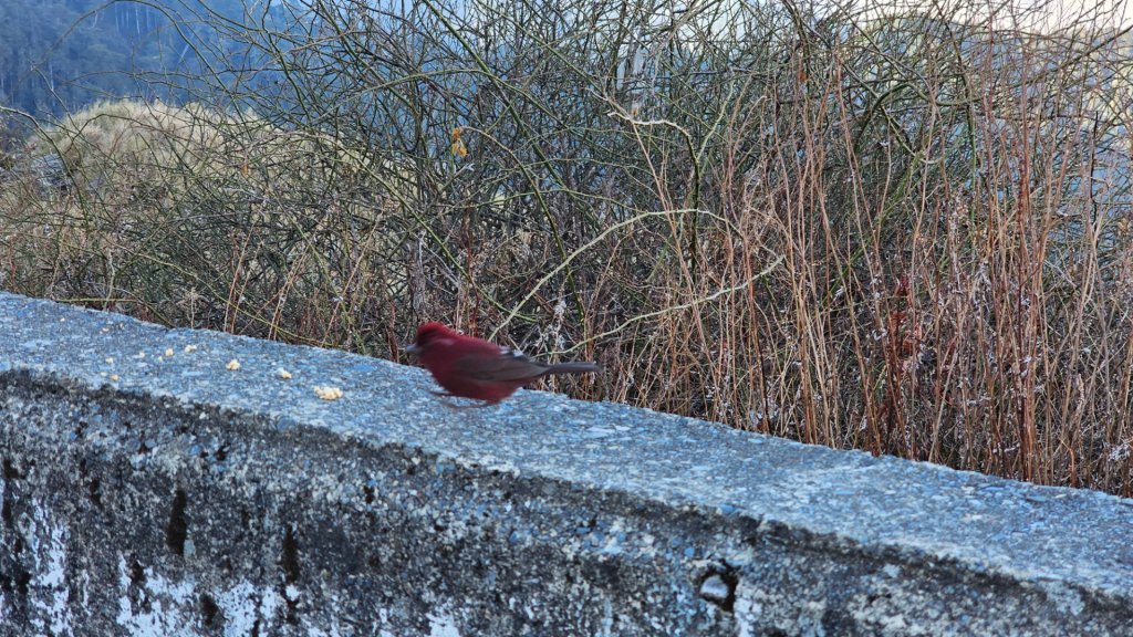 112.3.13～3.14 冰封奇萊主北_2074601