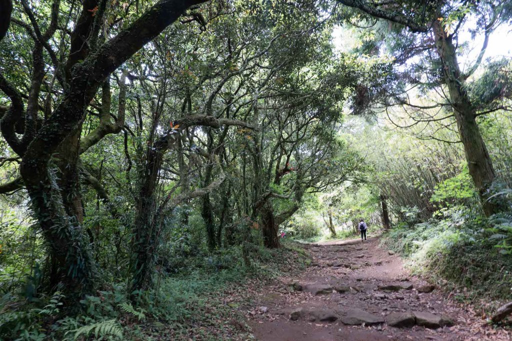 【台北大縱走第二段】大屯西峰、南峰與大屯山的絕美景致_1362709