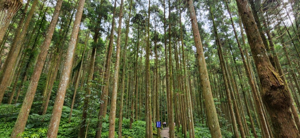 馬武督探索森林，峨眉湖環湖步道，十二寮登山步道，新竹枕頭山（中山公園），竹東森林公園_1824603