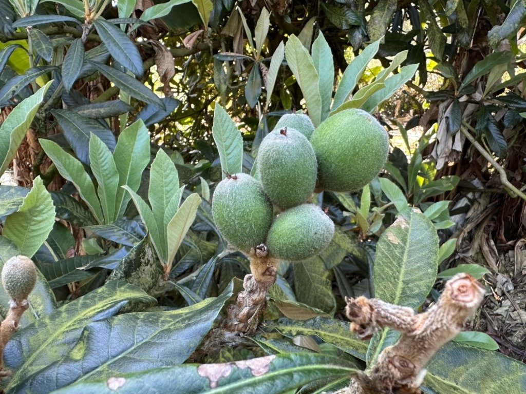 溪頭六連峰O繞_2741719