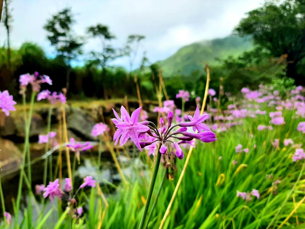 臺北大縱走1：森之光影_1785791