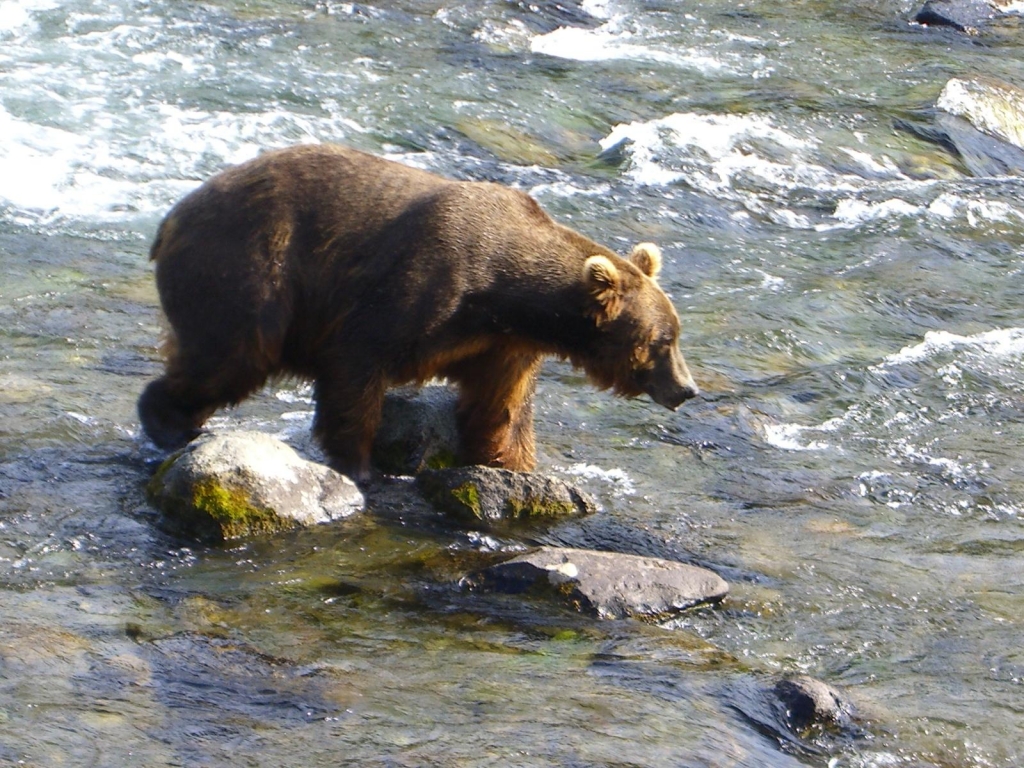 阿拉斯加 露營車 觀賞棕熊 捕食鮭魚健行之旅封面圖