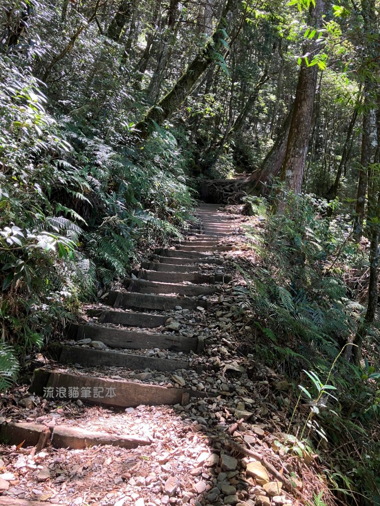 【谷關七雄】八仙山主峰步道_2894873