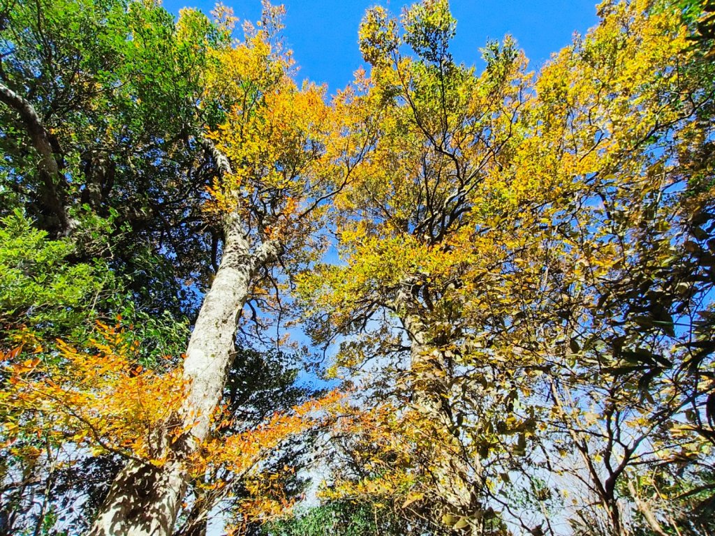 1121125 鳥嘴山縱走貴妃山_2363971