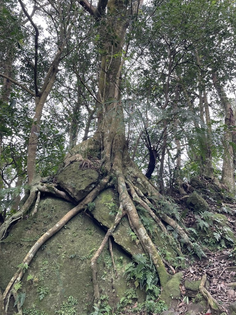 猴山坑古道_2706750