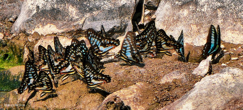 天龍國阿伯的日常-雲山水花鳥蝶 #日出 #牡丹蓮 #香水蓮 #手機拍攝 賞蝶趣 7/4封面圖