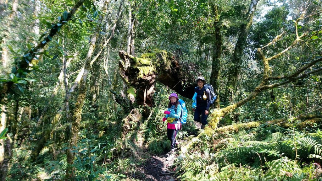 米羅山之木_292473